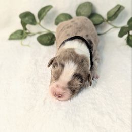 Black collar - Blue merle male Aussiedoodle puppy in Coulee City, Washington from Mr and Mrs Doodle Farm