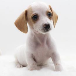 Female 4 - Piebald female Dachshund puppy in Childress, Texas from Taylor Farms