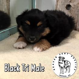 Brock - Black tri male Miniature Australian Shepherd puppy in Jaroso, Colorado from Heaven Sent Aussies