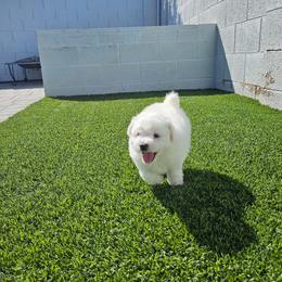 Baby blue - White male Bichon Frise puppy in Glendale, Arizona from Bichon De Amor