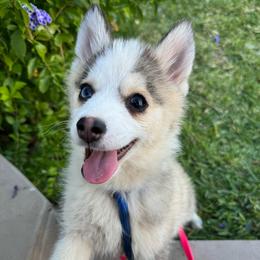Darling - Gray and white female Pomsky puppy in La Verne, California from Red Cedar Pomskies