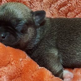 Chihuahuas from Coal Creek Chihuahuas