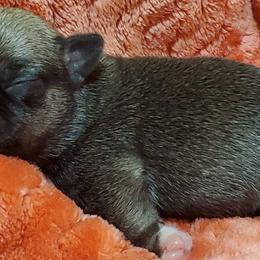 Chihuahuas from Coal Creek Chihuahuas