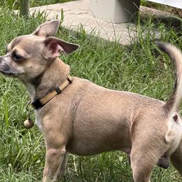 Chihuahuas from Linda's Chihuahuas