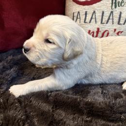 Brie - Dark golden female Golden Retriever puppy in Seville, Ohio from Retriever Ranch