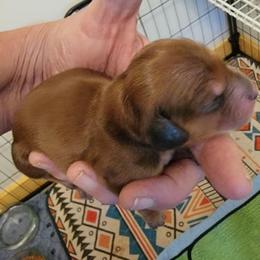 Sunny Boy - Red male Dachshund puppy in Terlton, Oklahoma from CLARK'S BREEDING PROGRAM