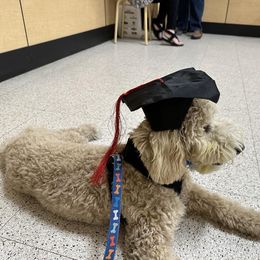 Goldendoodle All Grown Up from Golden Hearted Goldendoodles
