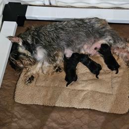 Boy 1 - Salt and pepper male Miniature Schnauzer puppy in Oneonta, Alabama from Harbinger Miniature Schnauzers