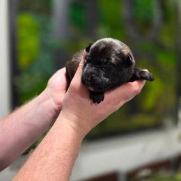 Eros (orange) - Black brindle male Dutch Shepherd puppy in Signal Mountain, Tennessee from Torgun Police Dogs