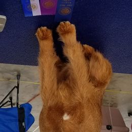 Cedar - Irish Terrier