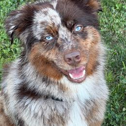 Miniature Australian Shepherd puppies from Wiggle Bum Ranch