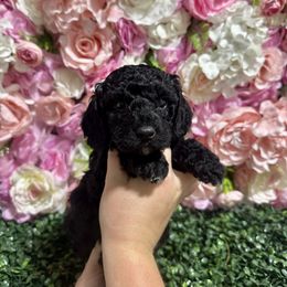 Athena - Black and white female Cockapoo puppy in Rolla, Missouri from Diamond K