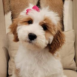Bernedoodle and Goldendoodle Puppies from Elite Goldendoodles and Bernedoodles