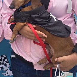 Blondo (Mini Dachshund) - Dachshund