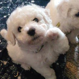 Bichon Frises from Bennett's Bichons