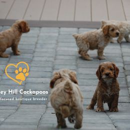 Cockapoo Puppies from Chesley Hill Cockapoos