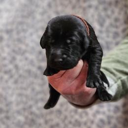 Brown Collar - Black male Labrador Retriever puppy in Boyd, Minnesota from Lindley Labradors