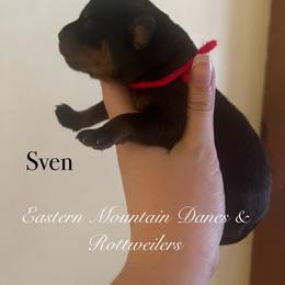 Sven - Black and mahogany male Rottweiler puppy in Hermon, Maine from Eastern Mountain Danes & Rottweilers