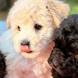 Moto Moto - Cream male Poodle puppy in Flagstaff, Arizona from Fido Dei Poodles