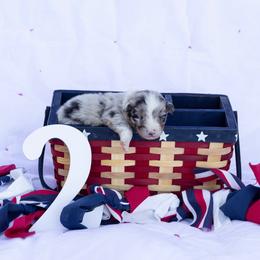 Banks - Blue merle male Australian Shepherd puppy in Eubank, Kentucky from Ashlee's Aussies