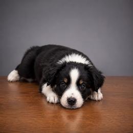 Ashitaka - Black tri male Miniature Australian Shepherd puppy in Macomb, Missouri from Show Me MO Aussies