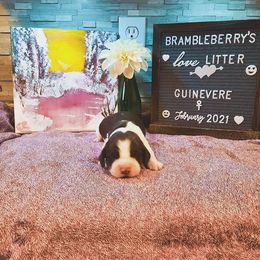 English Springer Spaniel Puppies from Brambleberry Springers