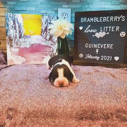 English Springer Spaniel Puppies from Brambleberry Springers