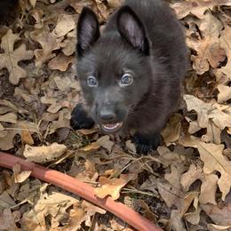 SVV'S BLUME VIOLET - German Shepherd puppy in Little Rock, Arkansas from Strahl Von Valor Shepherds