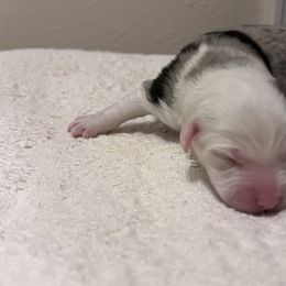 Boy 2 - Blue merle Miniature Australian Shepherd puppy in Corydon, Indiana from Arbuckle’s Lookin Good Aussies (LGA)