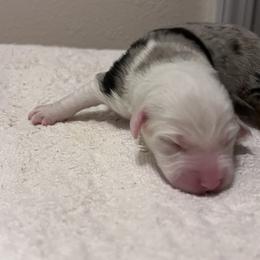 Boy 2 - Blue merle Miniature Australian Shepherd puppy in Corydon, Indiana from Arbuckle’s Lookin Good Aussies (LGA)