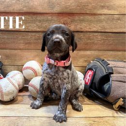 German Shorthaired Pointer Puppies from Upland Points Gun Dogs