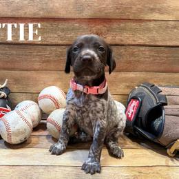 German Shorthaired Pointer Puppies from Upland Points Gun Dogs