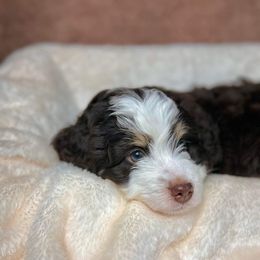 Bernedoodle Puppies from Bernedoodle Bunch