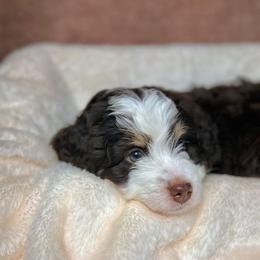 Bernedoodle Puppies from Bernedoodle Bunch