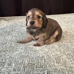 Daisy - Cream female Dachshund puppy in Avinger, Texas from Lone Star Longhair Dachshunds