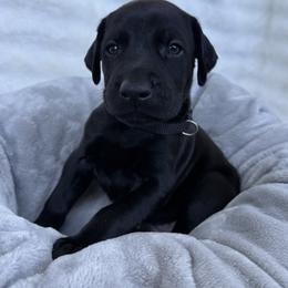 Ruger - Black and rust male Doberman Pinscher puppy in Brookfield, Wisconsin from Haus of Hound
