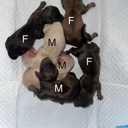 Dachshund Puppies from Temple’s Doxies