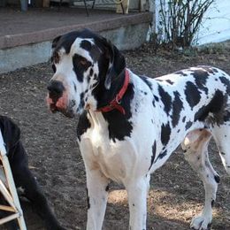Great Danes from Little Horse Great Danes