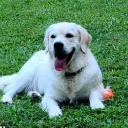 Golden Retrievers from Unique Treasured Puppies