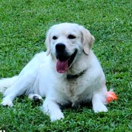 Golden Retrievers from Unique Treasured Puppies