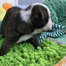 Boy 2 - Brindle male Bulldog puppy in Tierra Verde, Florida from Destiny Kennel