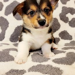 American Corgi and Pembroke Welsh Corgi Puppies from Koko's Kennels