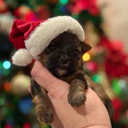 Misha - male Other puppy in Iva, South Carolina from Petit Bijou