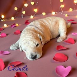 Camille - Cream female Poodle puppy in Port Orange, Florida from Daytona’s Standard Poodles