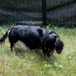 PENNY - Dachshund