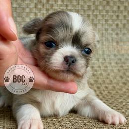 Skye - Blue fawn female Chihuahua puppy in Forsyth, Georgia from Brooks Grove Canines LLC