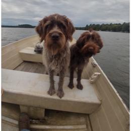Goldendoodle and Wirehaired Pointing Griffon All Grown Up from Ole Poor Farm