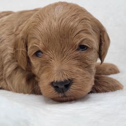 Goldendoodle Puppies from Lake Village Doodles