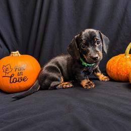Reuben AKC - 2500 - Black and tan male Dachshund puppy in Indian Trail, North Carolina from Hilda’s Teenie Weenies