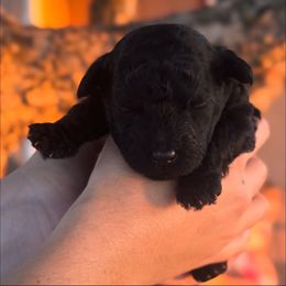 Fern - Black female Goldendoodle puppy in Redding, California from Hope Lane Kennels